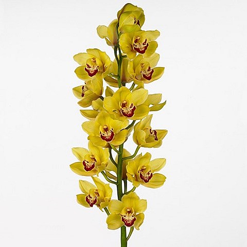 CYMBIDIUM ORCHID RIJSENHOUT
