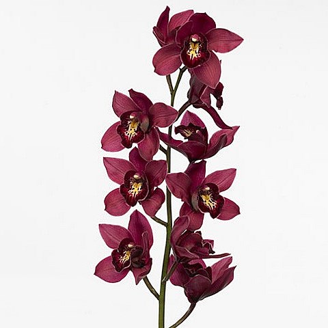 CYMBIDIUM ORCHID RISTO