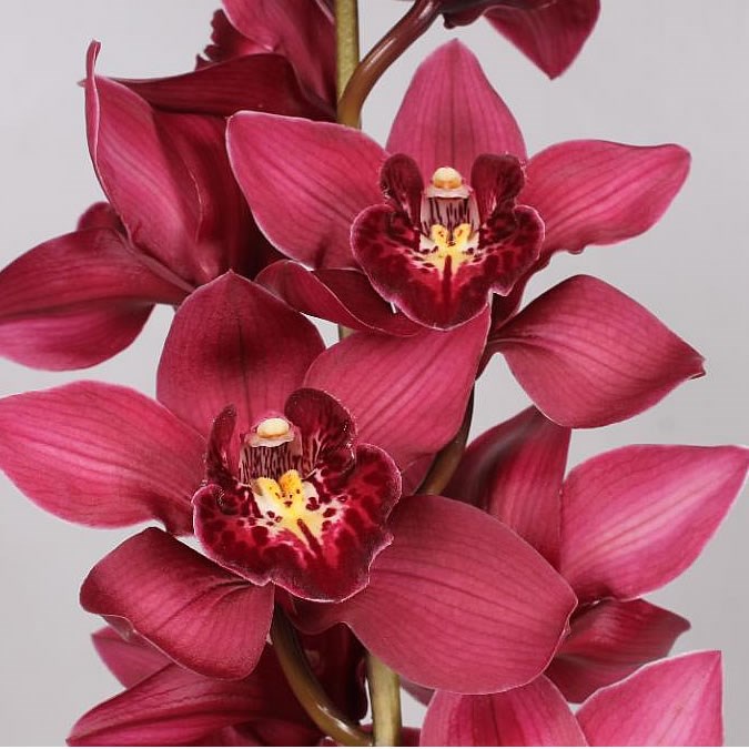 CYMBIDIUM ORCHID RISTO