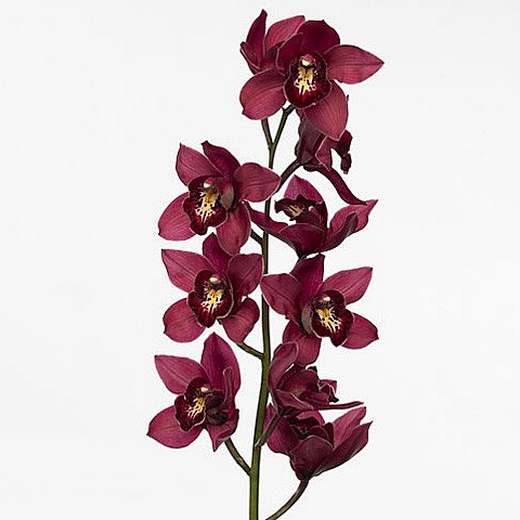 CYMBIDIUM ORCHID RISTO
