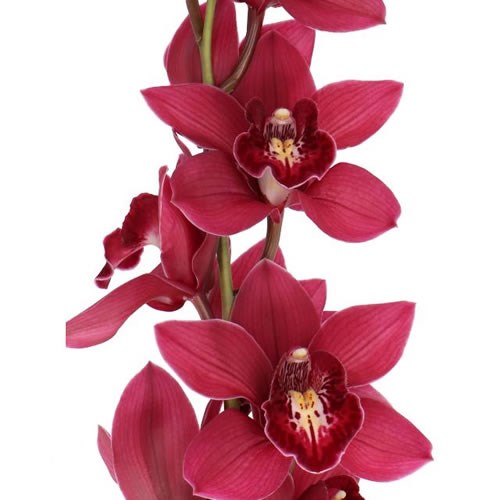 CYMBIDIUM ORCHID RISTO
