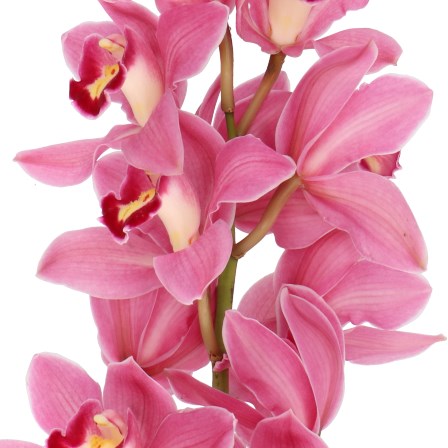 CYMBIDIUM ORCHID ROLLERCOASTER