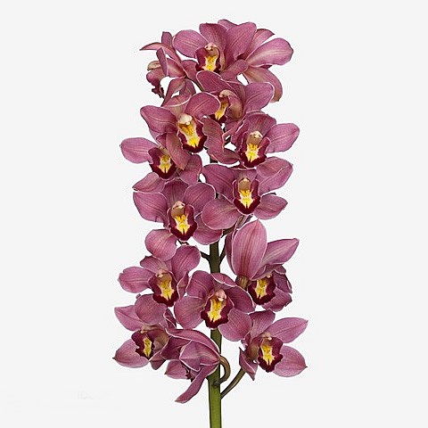 CYMBIDIUM ORCHID ROLLERCOASTER