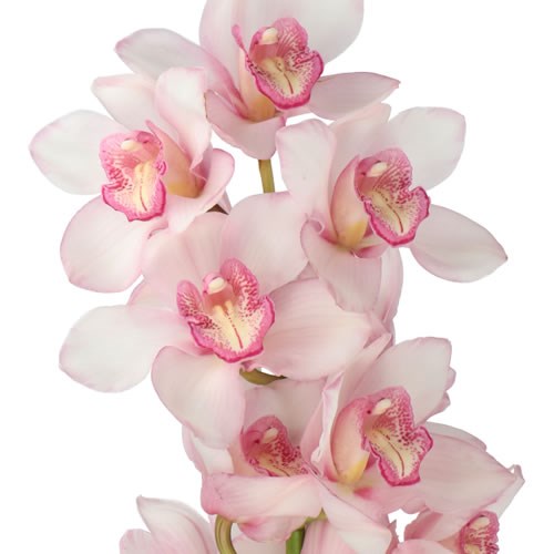 CYMBIDIUM ORCHID RONDO