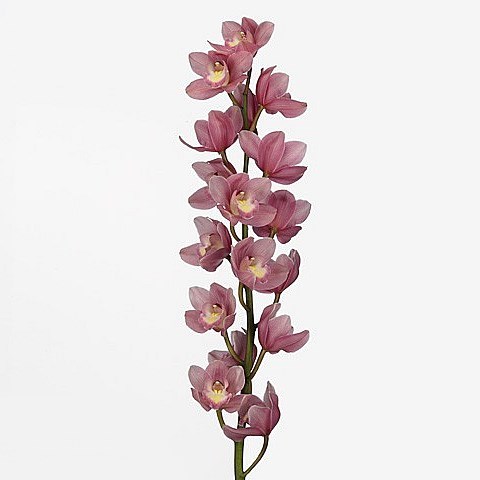 CYMBIDIUM ORCHID ROSANNA