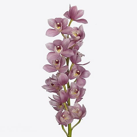 CYMBIDIUM ORCHID ROSANNA SHAW
