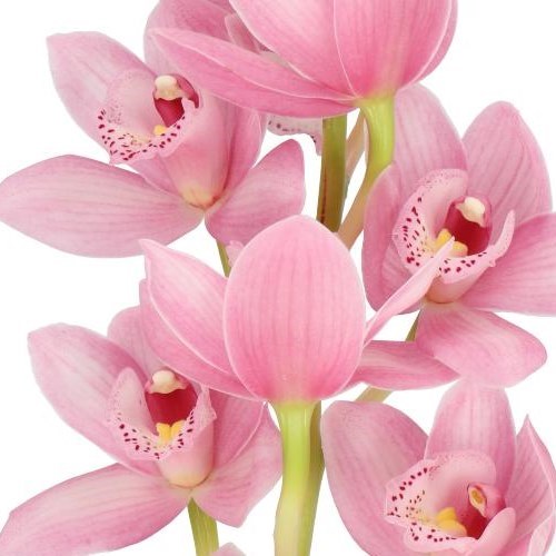 CYMBIDIUM ORCHID ROSANNA SHAW