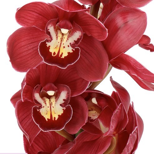 CYMBIDIUM ORCHID ROTORUA