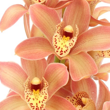 CYMBIDIUM ORCHID ROYAL PEACH