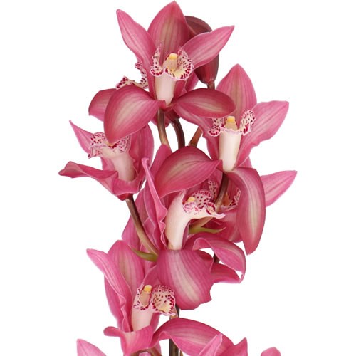 CYMBIDIUM ORCHID RUBY HEART INA