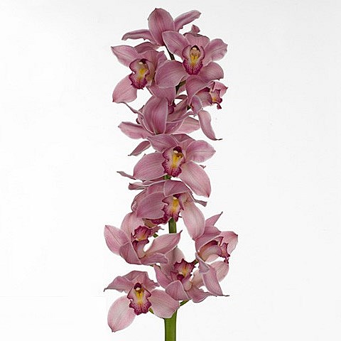 CYMBIDIUM ORCHID RUBY PINK