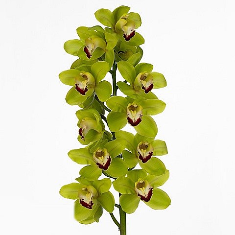 CYMBIDIUM ORCHID RUUD