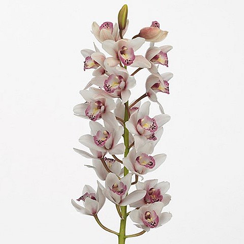 CYMBIDIUM ORCHID SABRINA