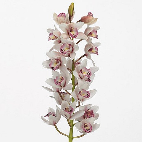 CYMBIDIUM ORCHID SABRINA