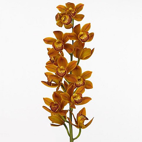 CYMBIDIUM ORCHID SAKURA