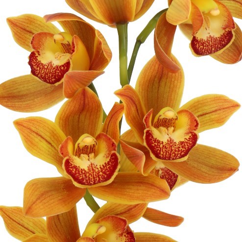 CYMBIDIUM ORCHID SAKURA