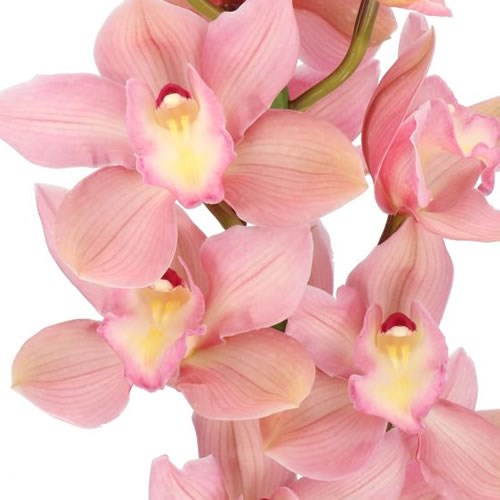 CYMBIDIUM ORCHID SALM DELIGHT
