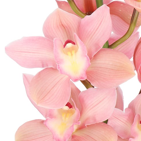 CYMBIDIUM ORCHID SALMON DELIGHT