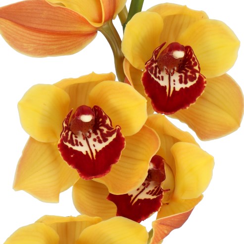 CYMBIDIUM ORCHID SAN ORANGE