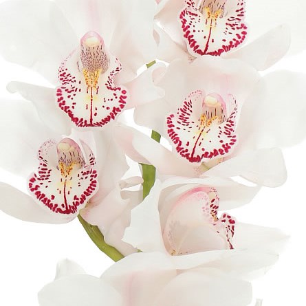 CYMBIDIUM ORCHID SECRET