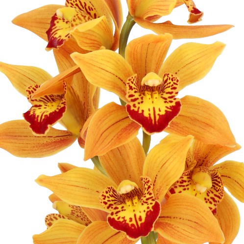 CYMBIDIUM ORCHID SHINNING FLOR