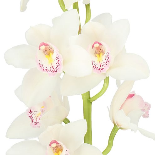 Exotenherz Zimmerpflanze Cymbidium Orchidee - Kahnorchidee - Die Orchidee für kühle Räume Exotenherz Zimmerpflanze Cymbidium Orchidee - Kahnorchidee - Die Orchidee für kühle Räume