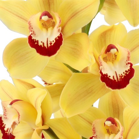 CYMBIDIUM ORCHID SIMBA