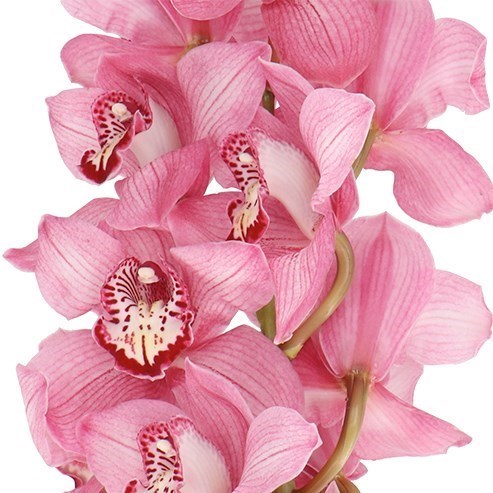 CYMBIDIUM ORCHID SKY SCRAPER