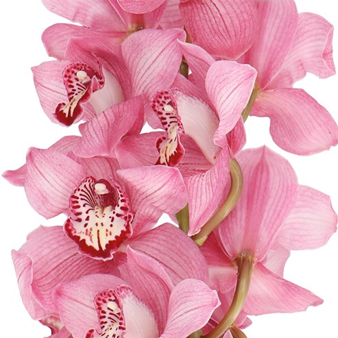 CYMBIDIUM ORCHID SKY SCRAPER