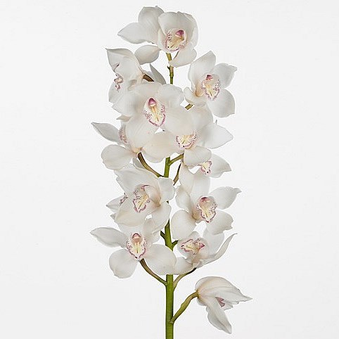 CYMBIDIUM ORCHID SNOW WHITE