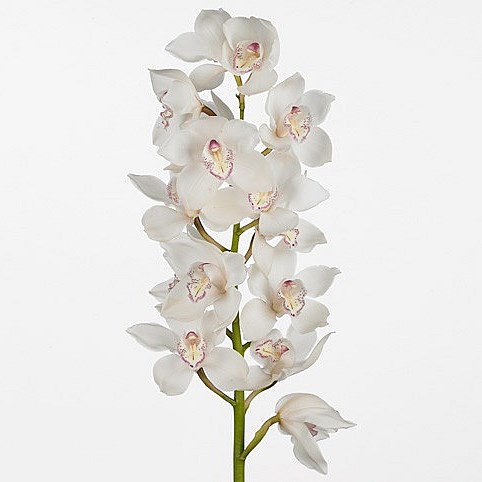 CYMBIDIUM ORCHID SNOW WHITE