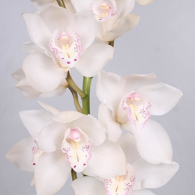 CYMBIDIUM ORCHID SNOW WHITE