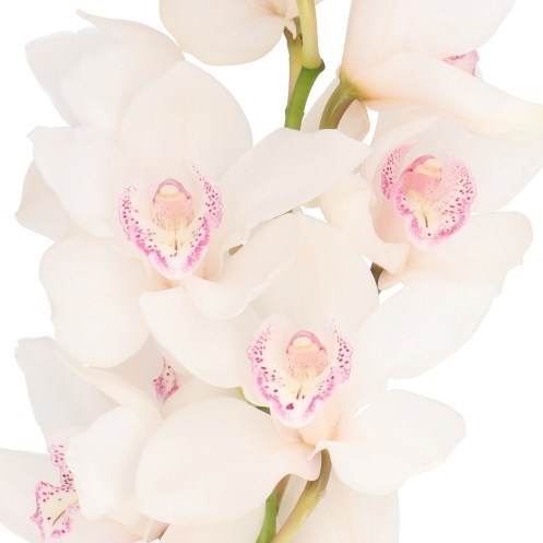CYMBIDIUM ORCHID SNOW WHITE