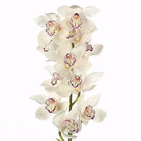 CYMBIDIUM ORCHID SNOWBIRD