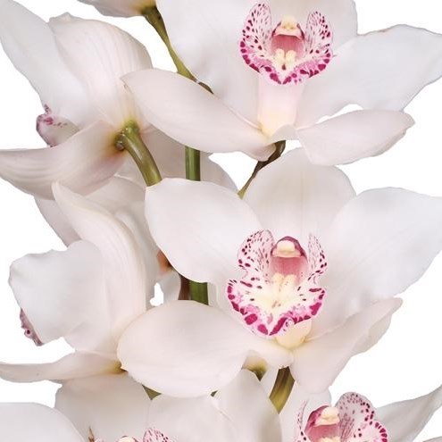 CYMBIDIUM ORCHID SNOWBIRD