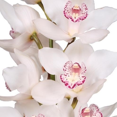 CYMBIDIUM ORCHID SNOWBIRD
