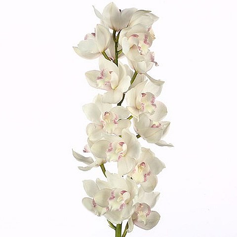 CYMBIDIUM ORCHID SNOWCASTLE