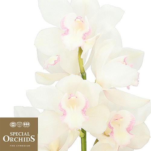 CYMBIDIUM ORCHID SNOWCASTLE (GROWER PACK)