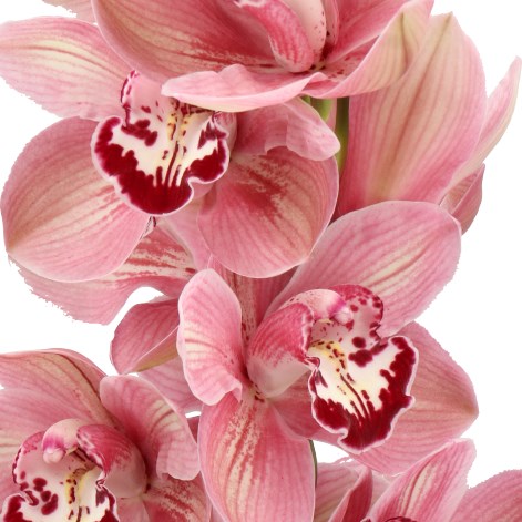 CYMBIDIUM ORCHID SO GORGEOUS