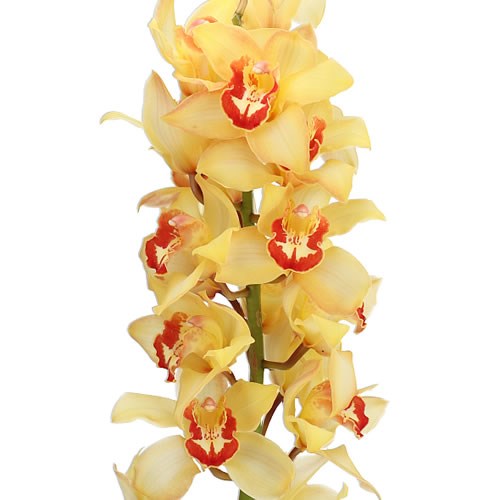 CYMBIDIUM ORCHID SOUTH AFRICA