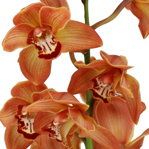 CYMBIDIUM ORCHID SOWETO