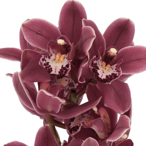 CYMBIDIUM ORCHID SULTAN
