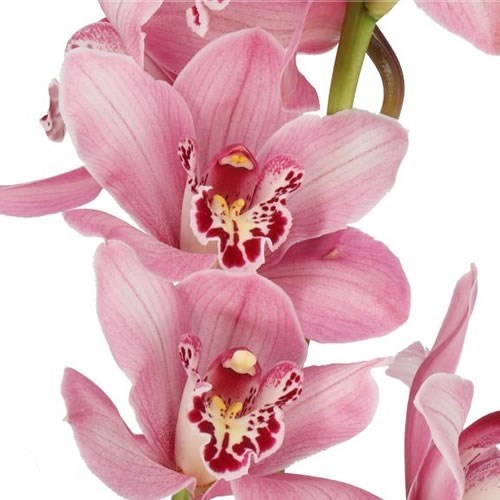 CYMBIDIUM ORCHID SUMMER GEYSER CANDY