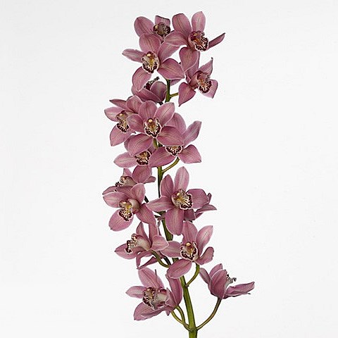 CYMBIDIUM ORCHID SUMMER GEYSER CANDY