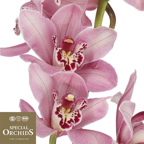 CYMBIDIUM ORCHID SUMMER GEYSER CANDY (GROWER PACK)