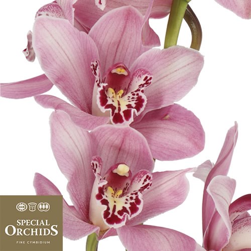 CYMBIDIUM ORCHID SUMMER GEYSER CANDY (GROWER PACK)