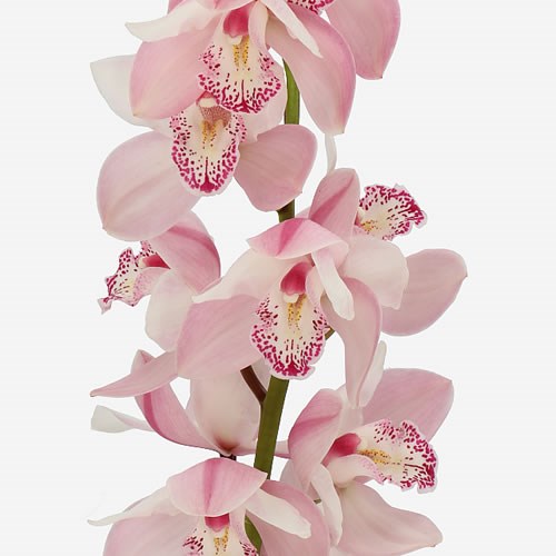 CYMBIDIUM ORCHID SUMMER MAGIC PINK 60cm | Wholesale Dutch Flowers