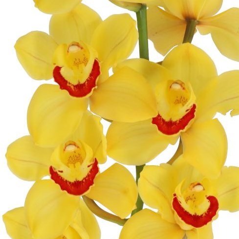 CYMBIDIUM ORCHID SUNGLOW