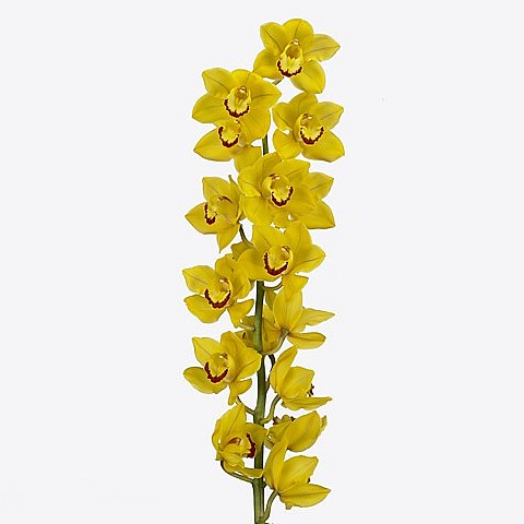 CYMBIDIUM ORCHID SUNGLOW