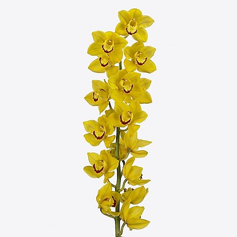 CYMBIDIUM ORCHID SUNGLOW